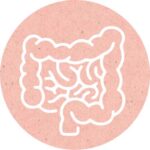 Darmgesundheit DER DARM – DIE KRAFTQUELLE UNSERES KÖRPERS